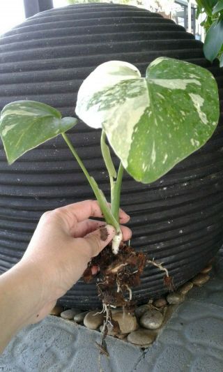 Rare Monstera Deliciosa Thai Constellation Variegated Luvly Tiny 5 " High