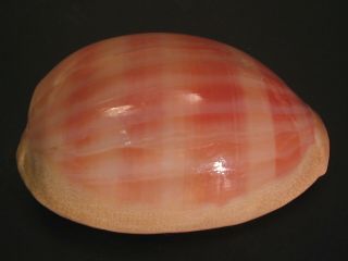 Rarely Seen Beauty.  Cypraea Leviathan 65.  5mm Madagascar Seashell