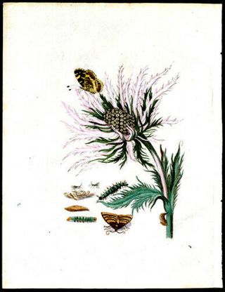 1713 Maria Sibylla Merian Hand - Colored Engraving Flower With Moth & Caterpillar