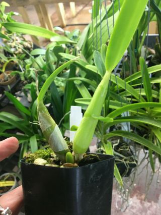 Very Rare Orchid Species Caularthron Billamulatum X Sib