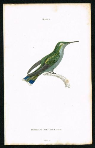 1833 T.  Delalandii Hummingbird Colibri,  Hand - Colored Antique Engraving - Lizars