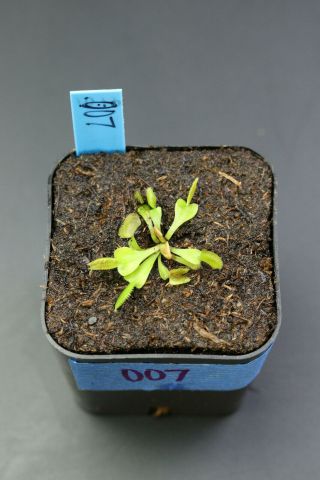 007 Venus Flytrap Dionaea Muscipula Carnivorous Plant Rare