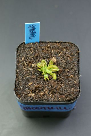 Ghosthill Venus Flytrap Dionaea Muscipula Carnivorous Plant Rare