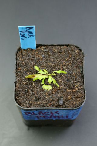 Black Pearl Venus Flytrap Dionaea Muscipula Carnivorous Plant Rare