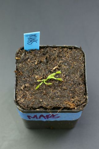 Mars Venus Flytrap Dionaea Muscipula Carnivorous Plant Rare