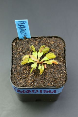 Paradisia Venus Flytrap Dionaea Muscipula Carnivorous Plant Rare