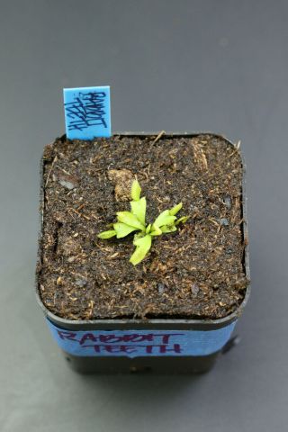 Rabbit Teeth Venus Flytrap Dionaea Muscipula Carnivorous Plant Rare