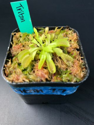 Triton Venus Flytrap Dionaea Muscipula Carnivorous Plant Rare