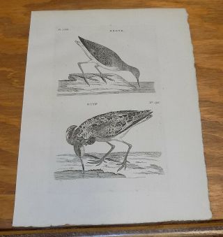 1776 Antique Waterfowl Print///reeve,  And Ruff