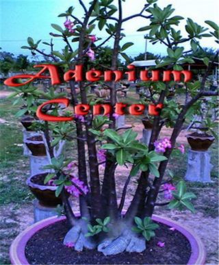 Adenium Arabicum Desert Rose " Black Pearl " 10 Seeds Fresh Rare