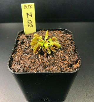Z02 Venus Flytrap Dionaea Muscipula Carnivorous Plant Rare