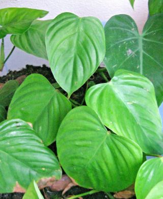 One 15 Inch Rare (philodendron Spp) 6 Inch Leaves (24 Inch Diameter Adult Size)