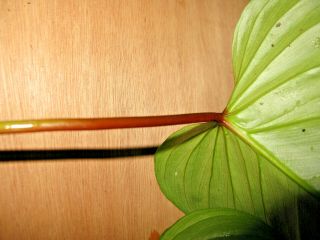 One 15 inch rare (Philodendron spp) 6 inch leaves (24 inch diameter adult size) 3