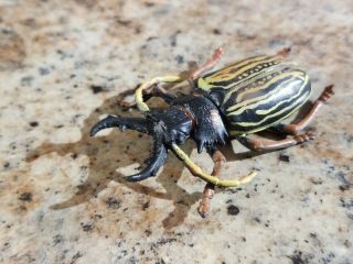 Rare Playvisions Macrodontia Beetle Figure 2