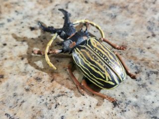 Rare Playvisions Macrodontia Beetle Figure 3