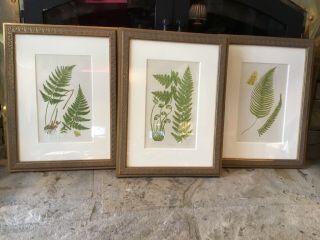 3 Botanical Rare And Exotic Flora And Ferns Vintage Framed Fine Art Prints