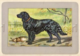 Dog Flat - Coated Retriever,  Rare Antique 100 - Year - Old French Dog Print
