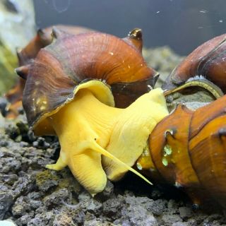 2 Horned Pagoda Snails Xx - Large (brotia Pagodula) Rare Live Freshwater Snail