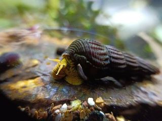 Rare 10 Yellow Mini Rabbit Snails
