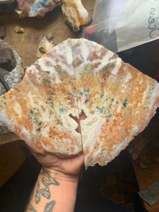 Ocean Jasper Butterfly Slab Set Old Stock Rare Lapidary Rough