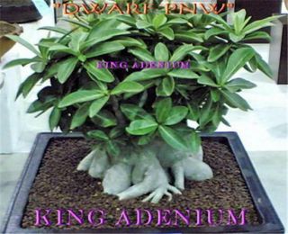 Adenium Arabicum " Dwarf Pnw " Petch Nawang 10 Seeds Fresh & Rare Big Caudex