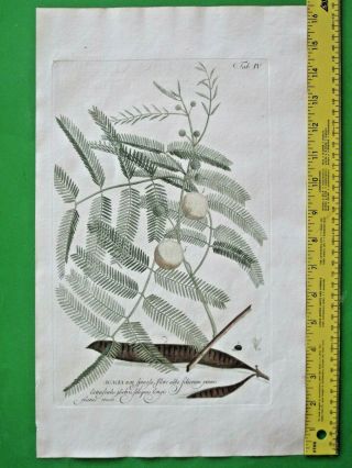 Acacia Non Spinosa,  Flore Albo,  Large Handcol.  Engr.  Ph.  Miller,  Abbildungen,  1768
