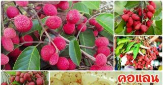 20 Seed Nephelium Hypoleucum Kurz Rare Wild Fruit Thai Herb