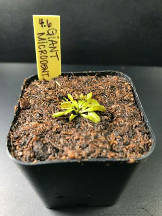 Giant Microdent Venus Flytrap Dionaea Muscipula Carnivorous Plant Rare