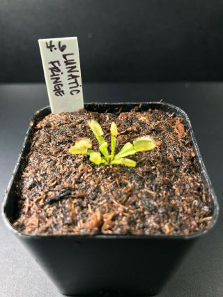 Lunatic Fringe Venus Flytrap Dionaea Muscipula Carnivorous Plant Rare