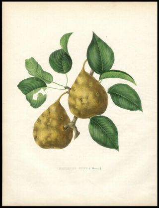 Botany The Philippe Goes Pear 1855 Alexandre Bivort Hand - Colored Lithograph