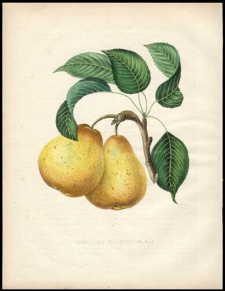 1855 Alexandre Bivort Hand - Colored Lithograph Theodore Van Mons Pear