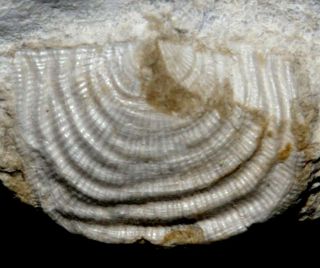 Rare Silurian Brachiopod,  Details - Leptaena Depressa
