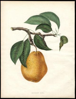 1855 Alexandre Bivort Hand - Colored Lithograph Beurre Diel Or The Pear Belgium