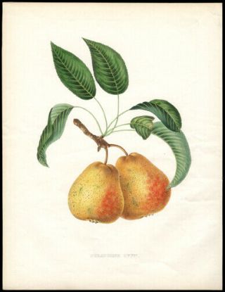 Seraphine Ovyn Or Pear 1855 Alexandre Bivort Hand - Colored Lithograph Botany