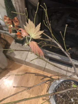 Acer Shirasawanum ' Autumn Moon ' Rare Japanese Maple Tree 5 - 6 Year Old 3