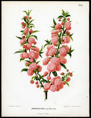 Flowering Almond Tree 1868 1st Ed.  Henrik Witte & G Severeyns Chromolithograph