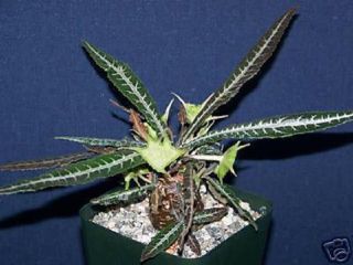Dorstenia Lanzifolia,  Rare Color Succulents Bonsai Exotic Cactus Seed 100 Seeds
