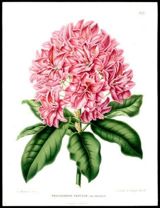 Pontiac Rhododendron 1868 1st Ed.  Henrik Witte & G Severeyns Chromolithograph