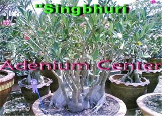 Adenium Arabicum Desert Rose " Singbhuri " 10 Seeds Fresh Rare