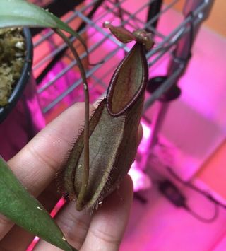 Nepenthes Tentaculata Be Rooted Cutting Rare Carnivorous Plant