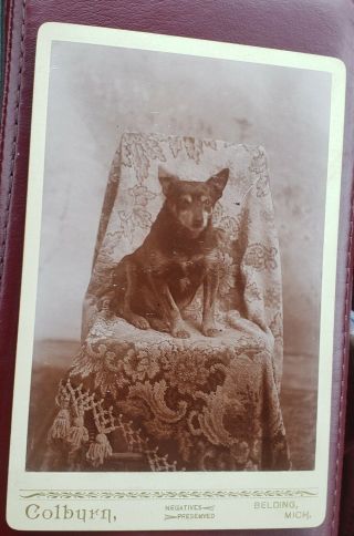 Rare Antique Cabinet Card Photograph Rat Terrier Dog