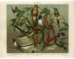 1895 Tropical Hummingbird Birds Nest Antique Chromolithograph Print