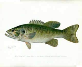 Antique S.  F.  Denton Small Mouthed Black Bass Chromolithograph Prints