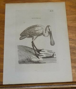 1776 Antique Bird Print///spoonbill