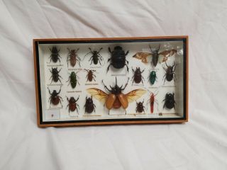 18 Real Beetle Rare Insect Display Taxidermy Bug In Wood Box Collectible Gift