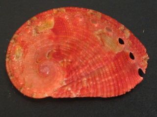 Rarely Seen.  Haliotis Tomricei 19.  3mm/gem Thailand Seashell