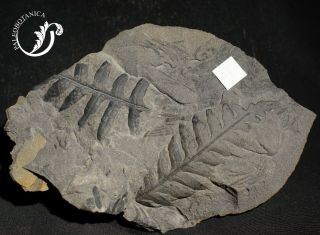 Rare Fossil Plant Lonchopteris Rugosa Pre Dinosaurs Fossil Fern