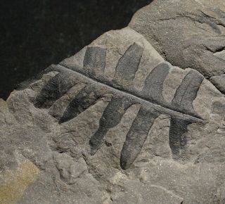 Rare fossil plant Lonchopteris rugosa pre dinosaurs fossil fern 2