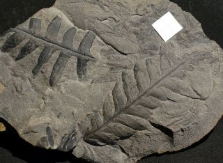 Rare fossil plant Lonchopteris rugosa pre dinosaurs fossil fern 3
