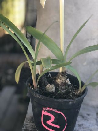 Rare Bulb - Hippeastrum papilio hybrid - Receive actual flowering bulb 2 3